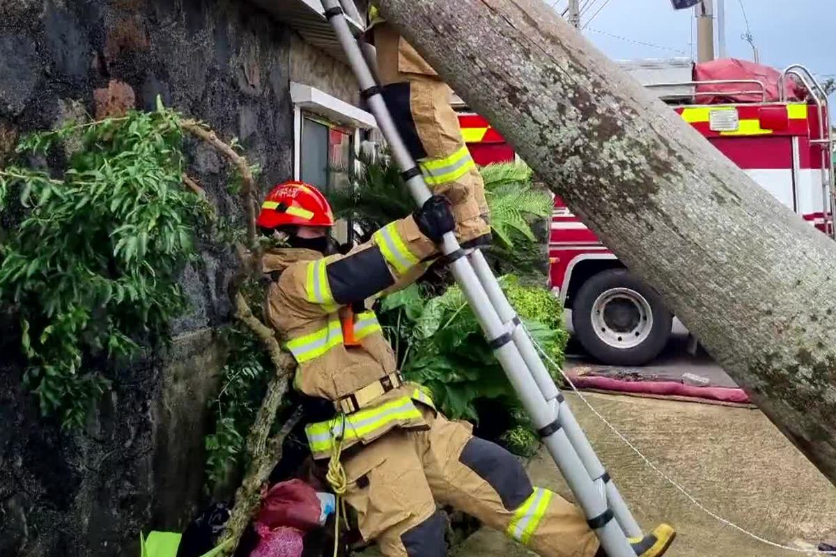 쓰러진 가로수.jpg