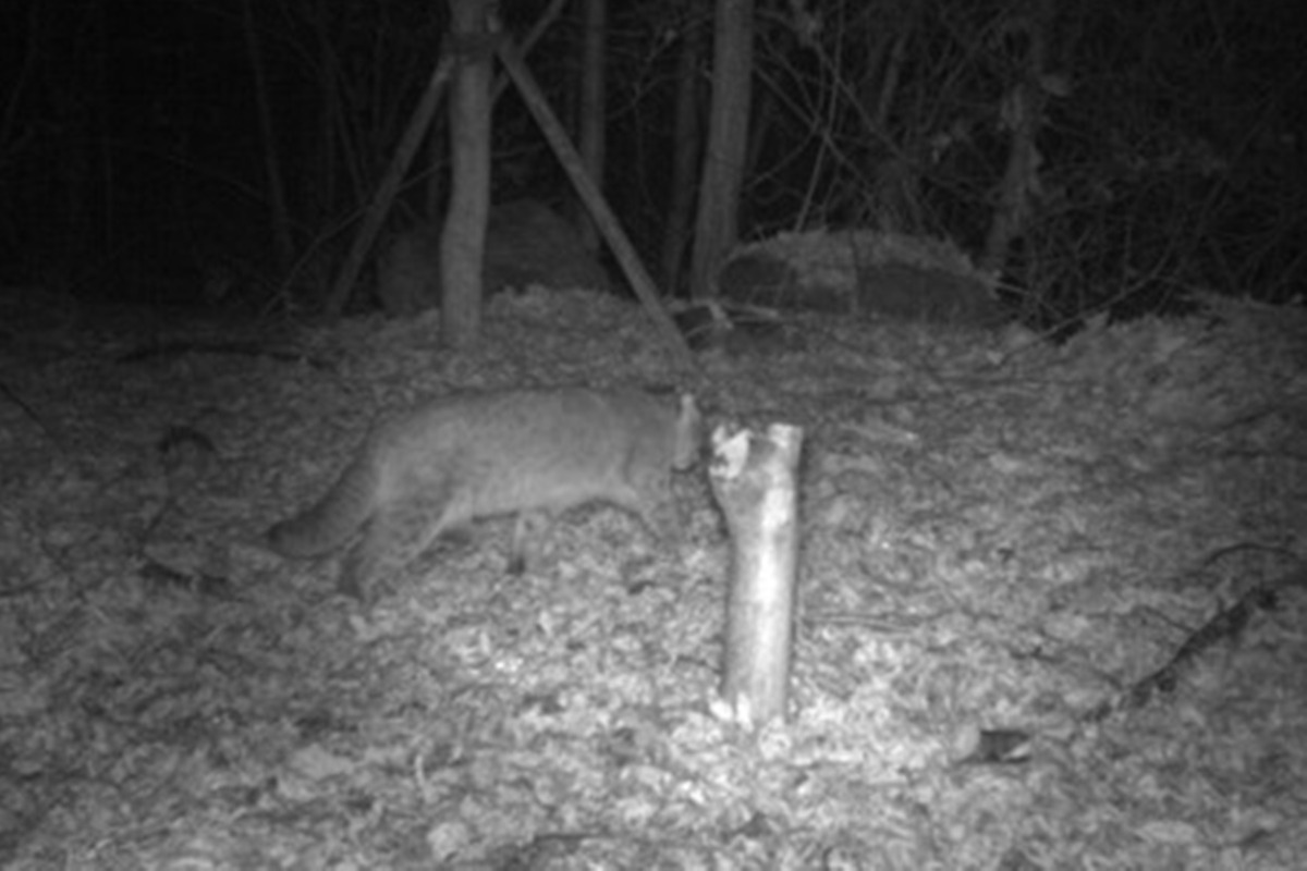 4-1 삵 국립생태원.jpg