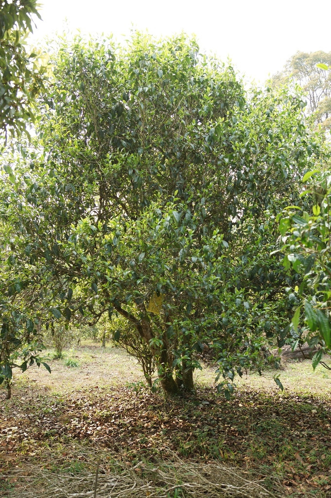 노반장 차산 단주차나무.jpg