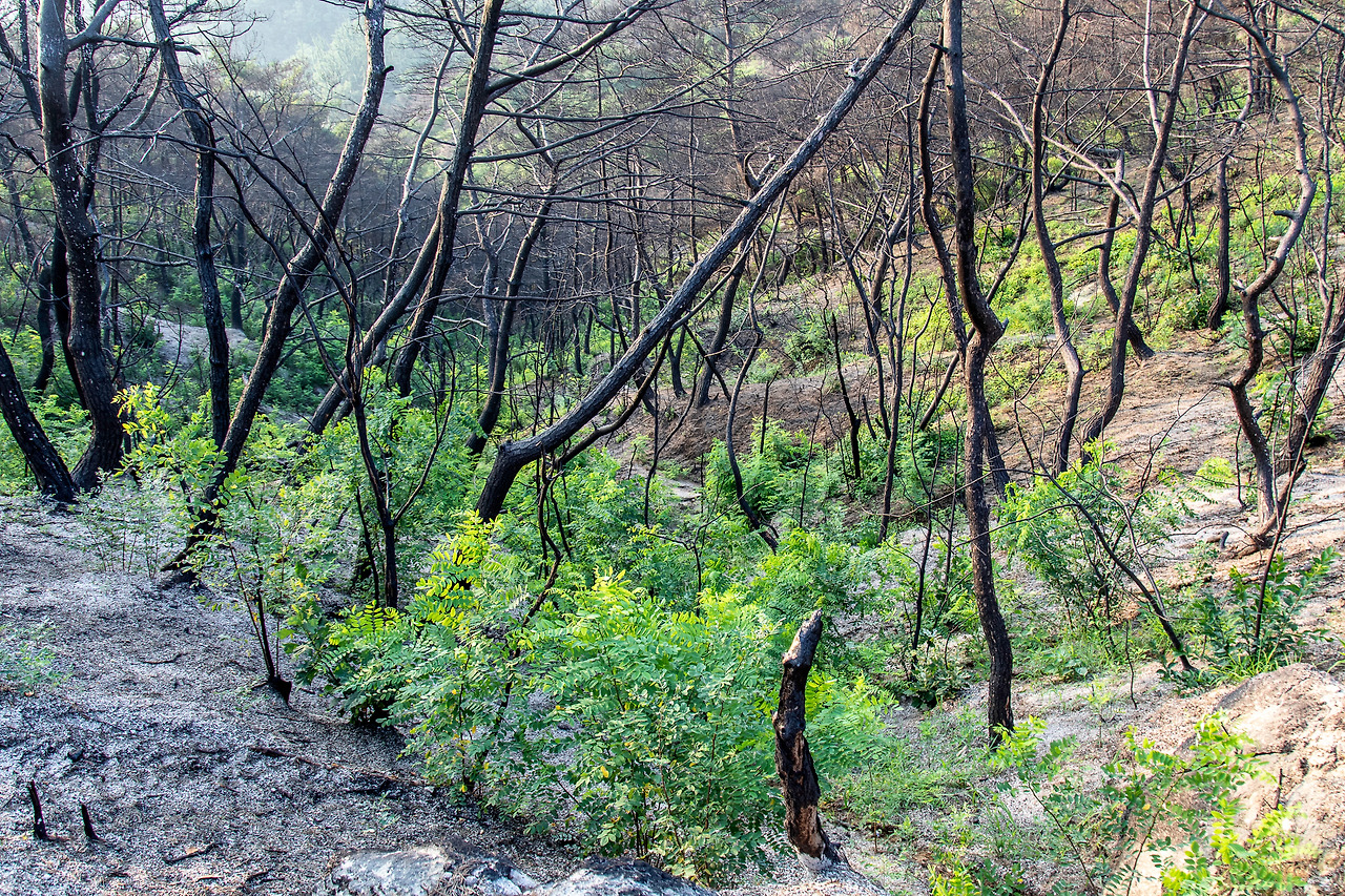 푸르름이 움트는 산불현장.jpg