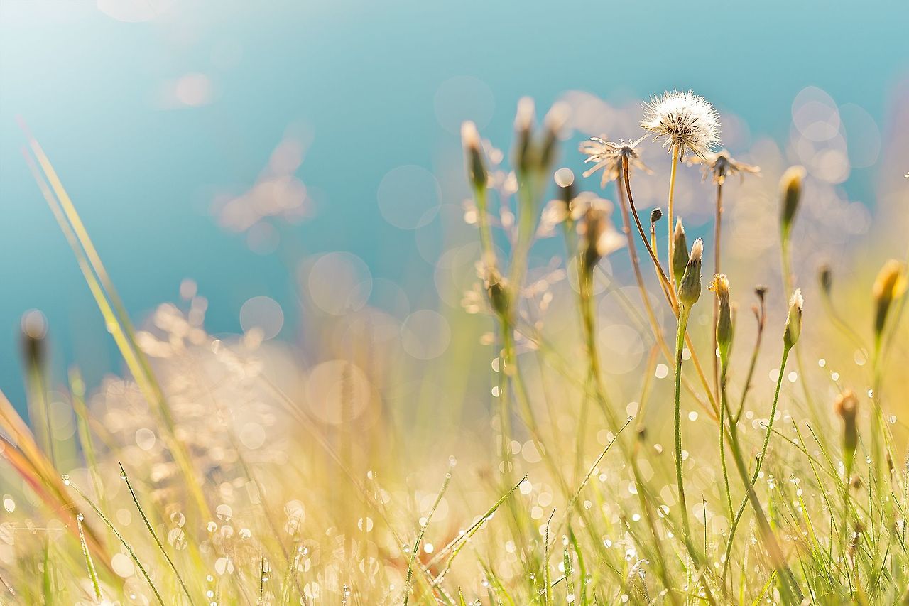 dandelions summer drops grass field bokeh mood     g.jpg