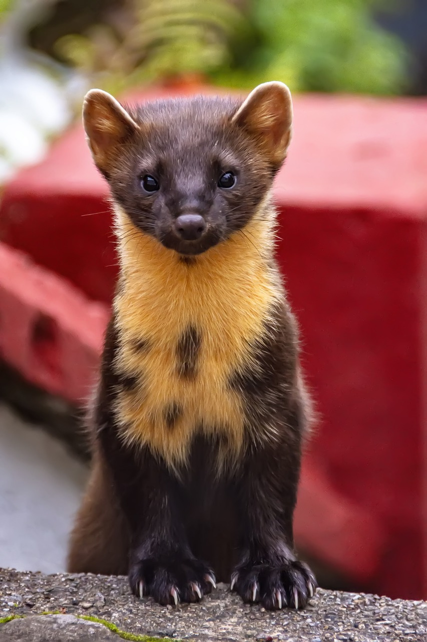 pine-marten-7416266_1280.jpg
