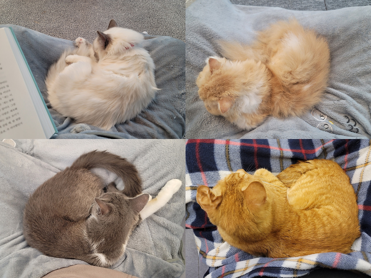 고양이와 이해.jpg