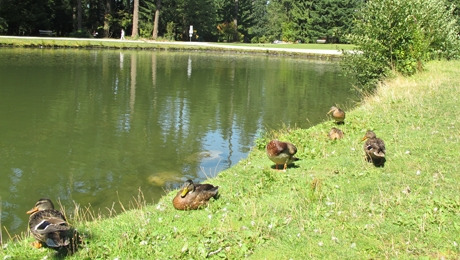 12. 센트럴 공원 연못가 청둥오리.jpg