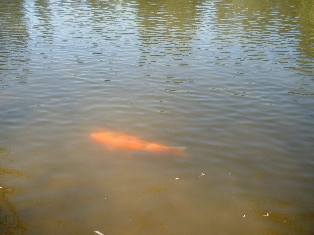 11. 센트럴 공원 연못 금붕어.jpg