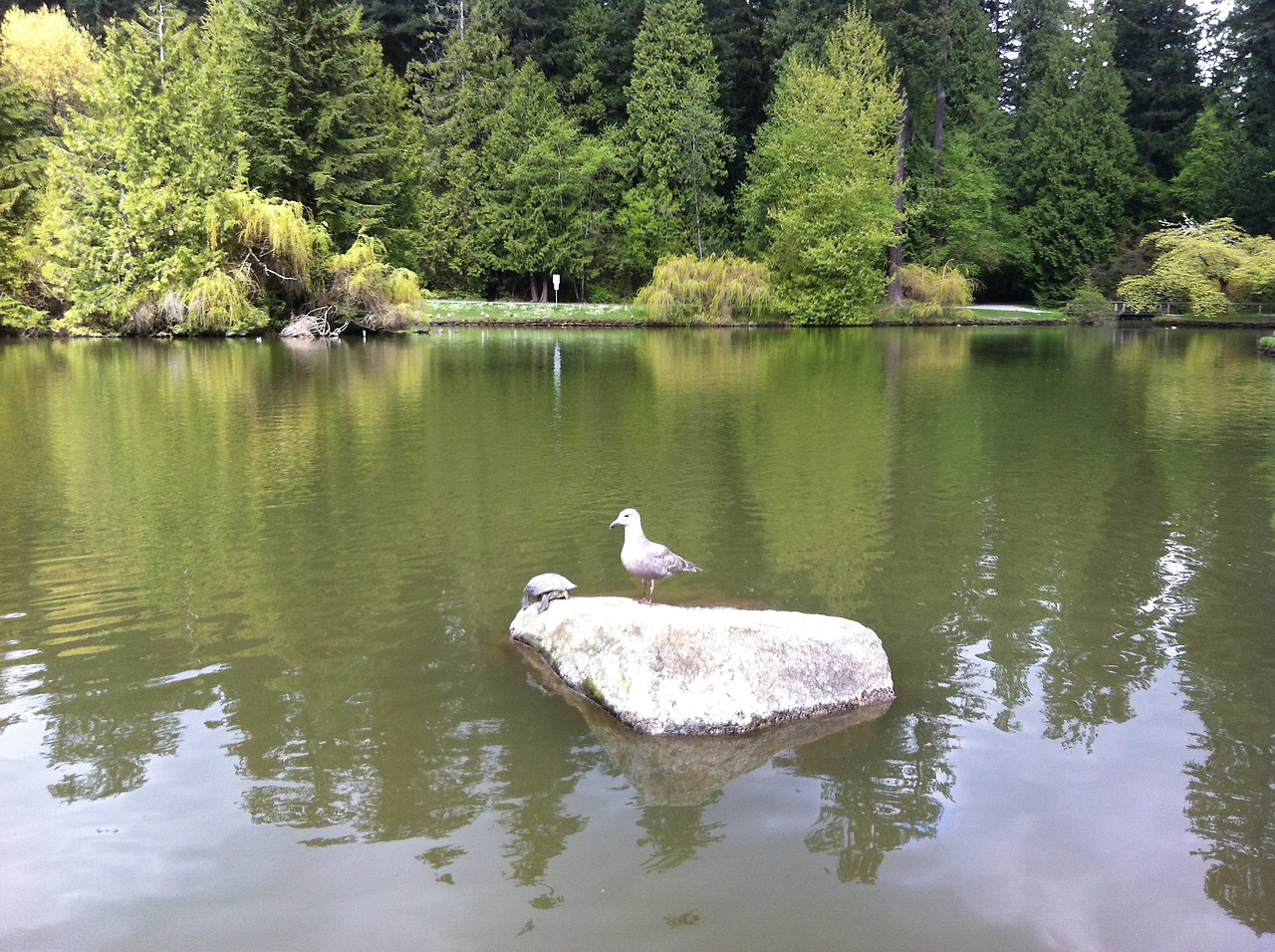 10. 센트럴 공원 재갈매기.jpg