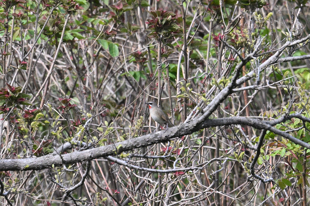 10일 오후 진홍가슴DSC_0544.jpg