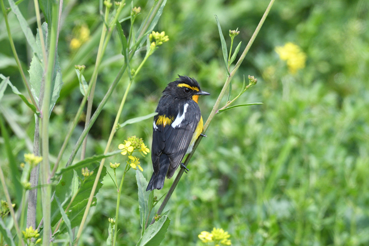 황금새 바다를 건너온.jpg
