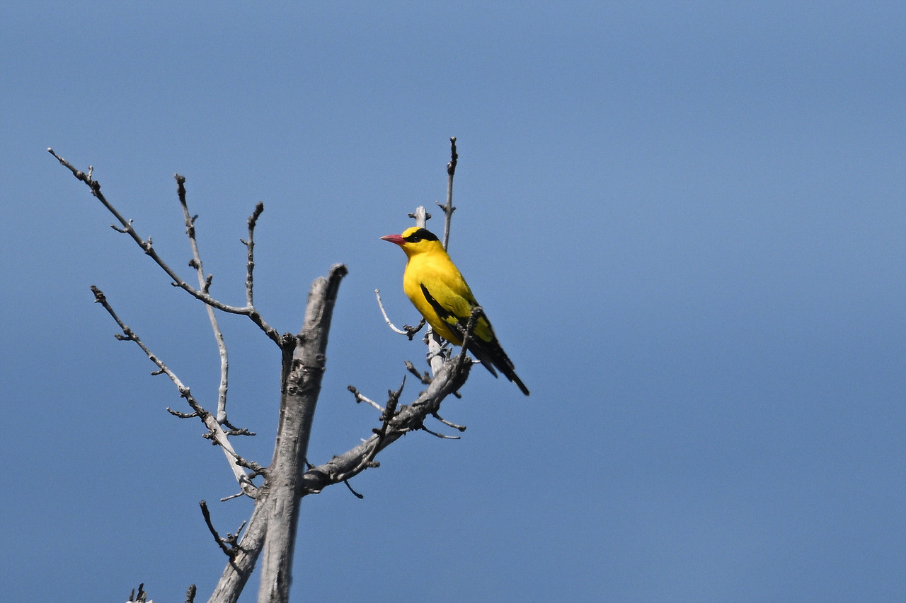 16. 꾀꼬리DSC_1936.jpg