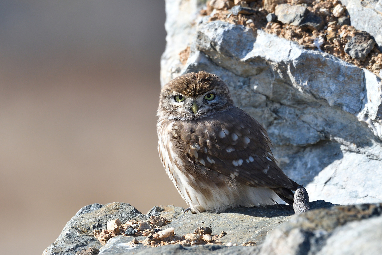 금눈쇠올빼미3 화성.jpg