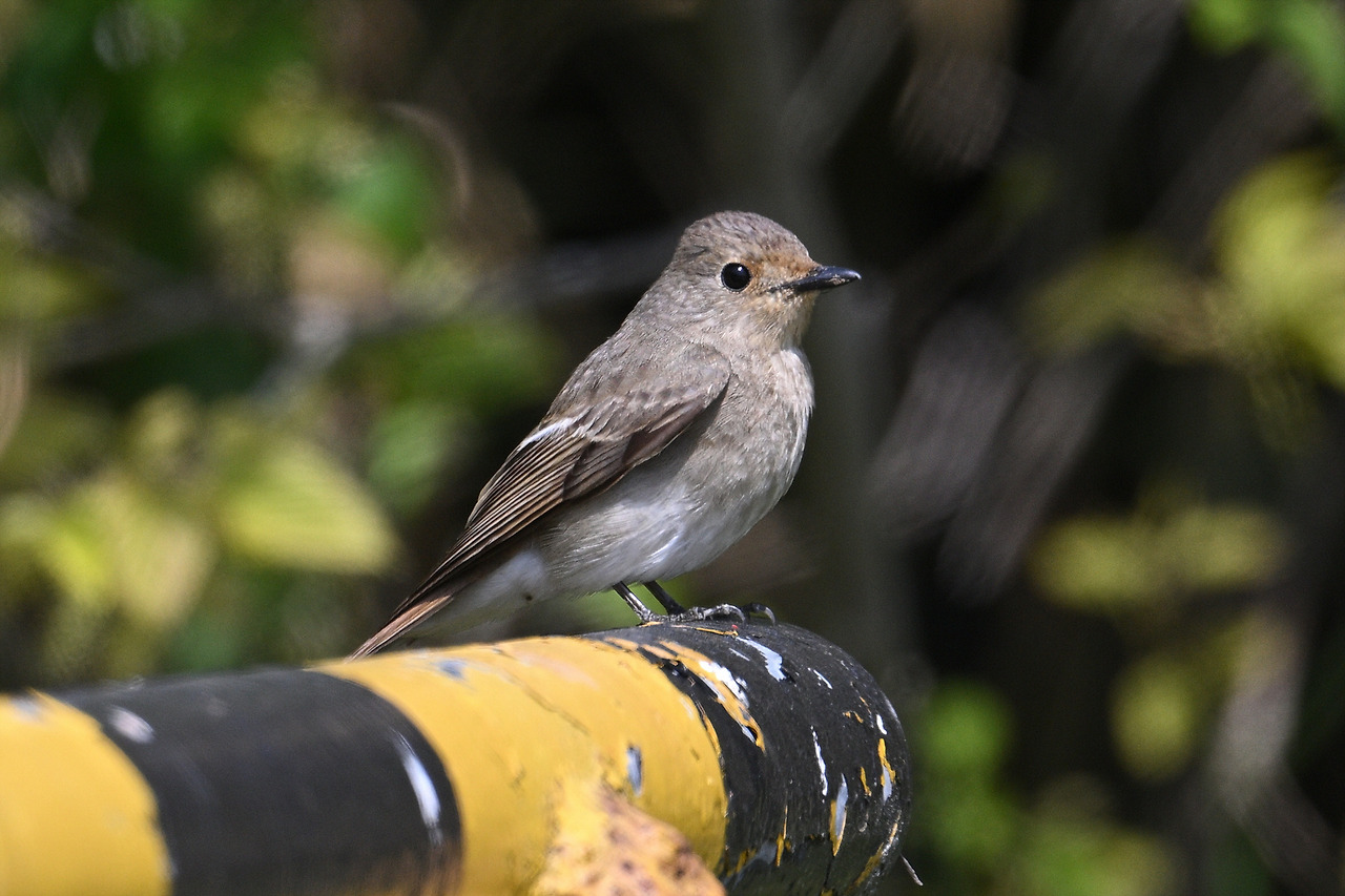 16. 큰유리새암2.jpg