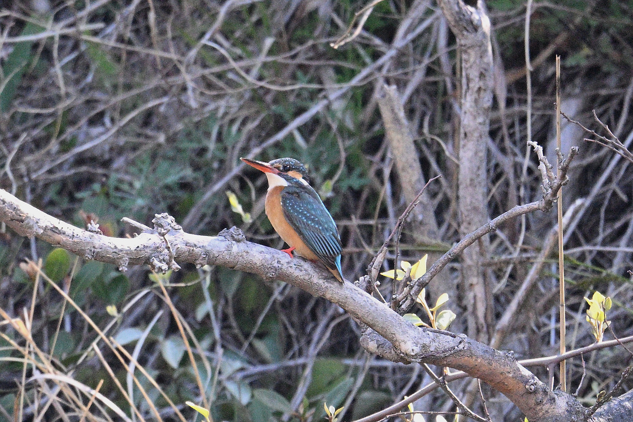 17. 물총새DSC_0207.jpg