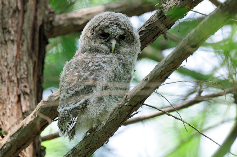 올빼미 새끼 남이섬.jpg