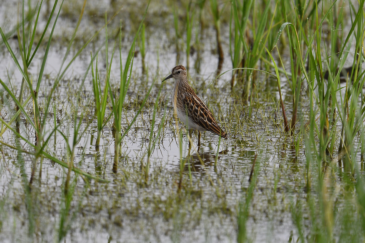 DSC_8546_00001 아메리카메추라기도요 화성.jpg