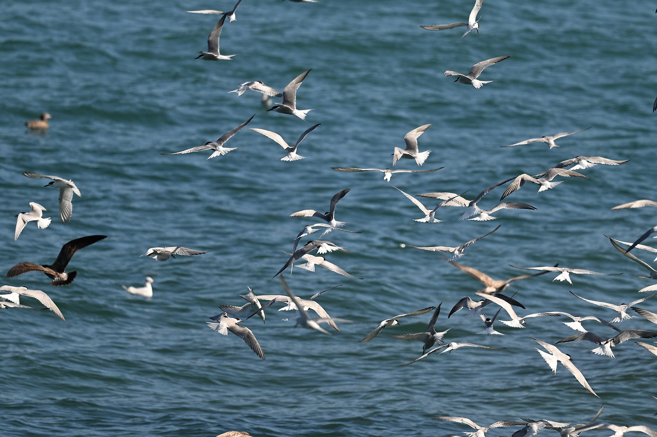 제비갈매기 무리 3.jpg