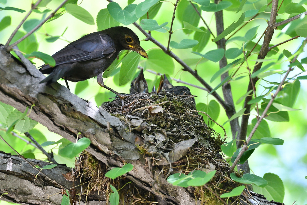 대륙검은지빠귀 육추.jpg