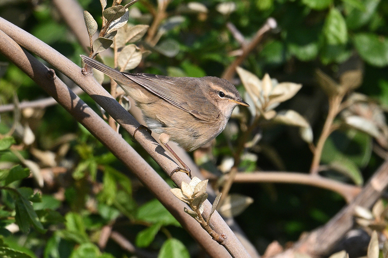 14. 솔새사촌.jpg