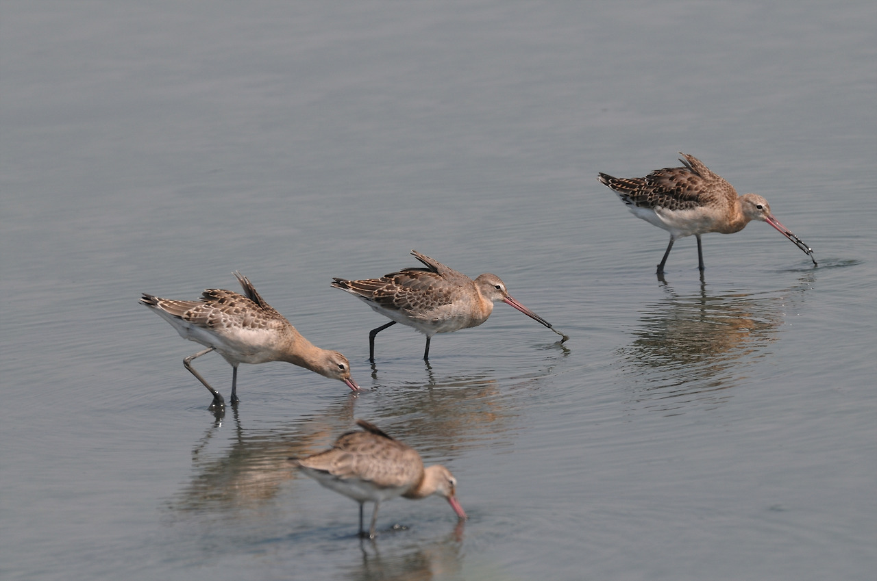 KakaoTalk_20220630_163356679 흑꼬리도요.jpg