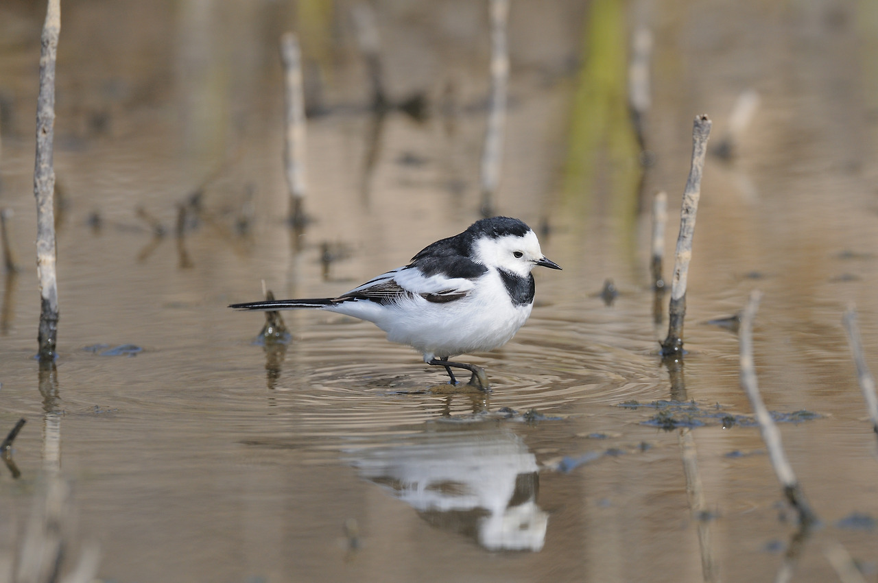 알락할미새 암컷.jpg