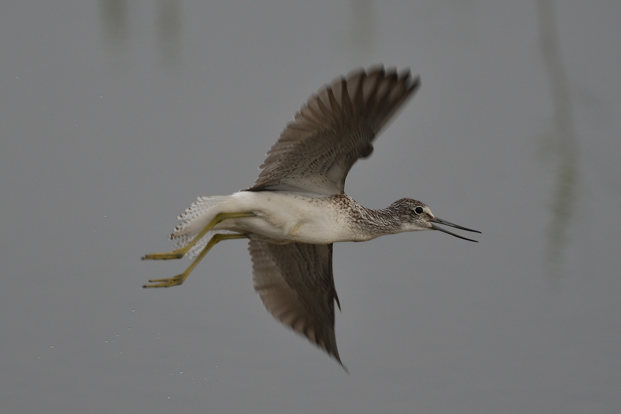 DSC_3684_00001 청다리도요 화성.jpg