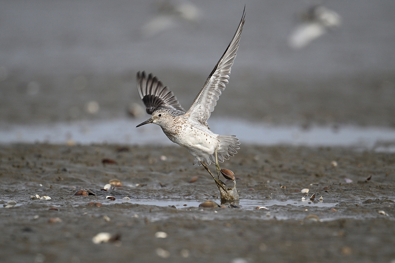 조개를 달고, 붉은어깨도요.jpg