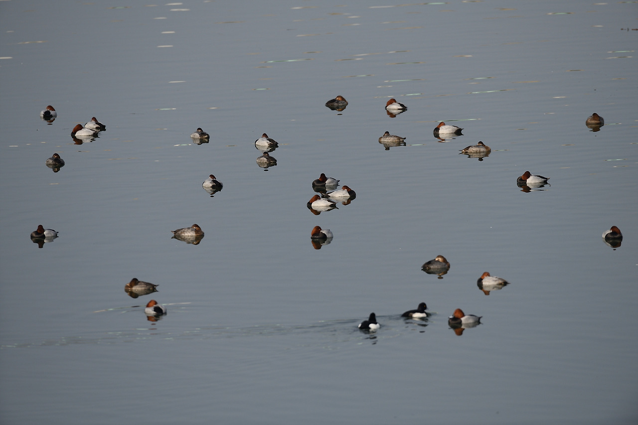 굴포천의 오리들.jpg