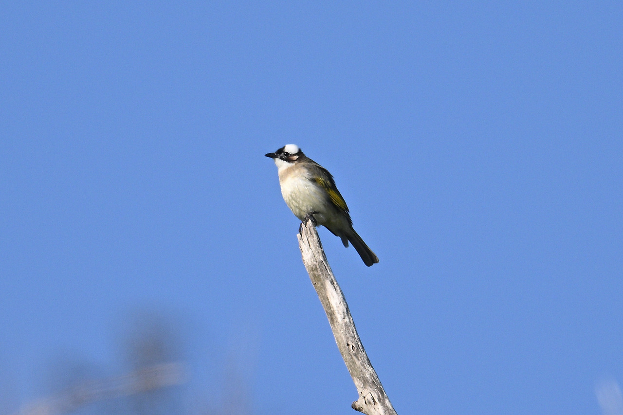 16. 검은이마직박구리.jpg
