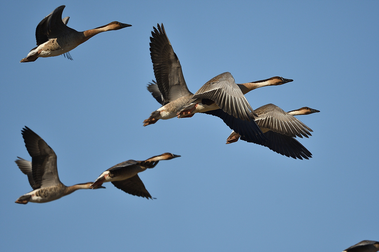 날아가는 예쁜 개리.jpg
