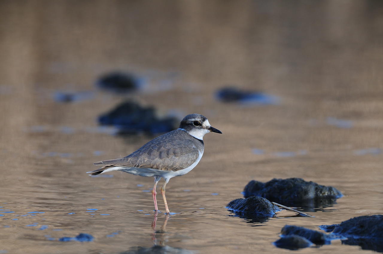 흰목물떼새 (3).jpg
