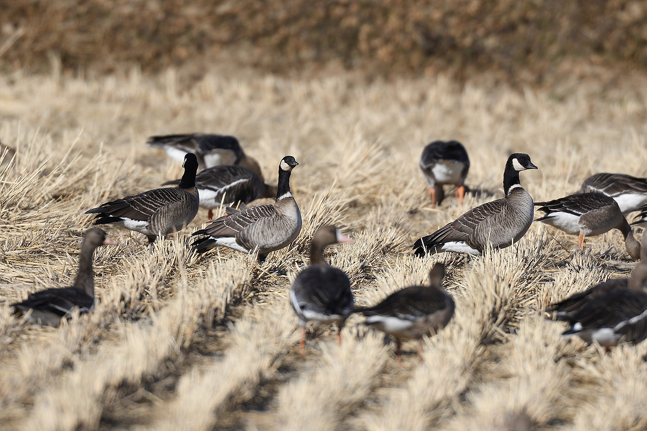 캐나다기러기.jpg
