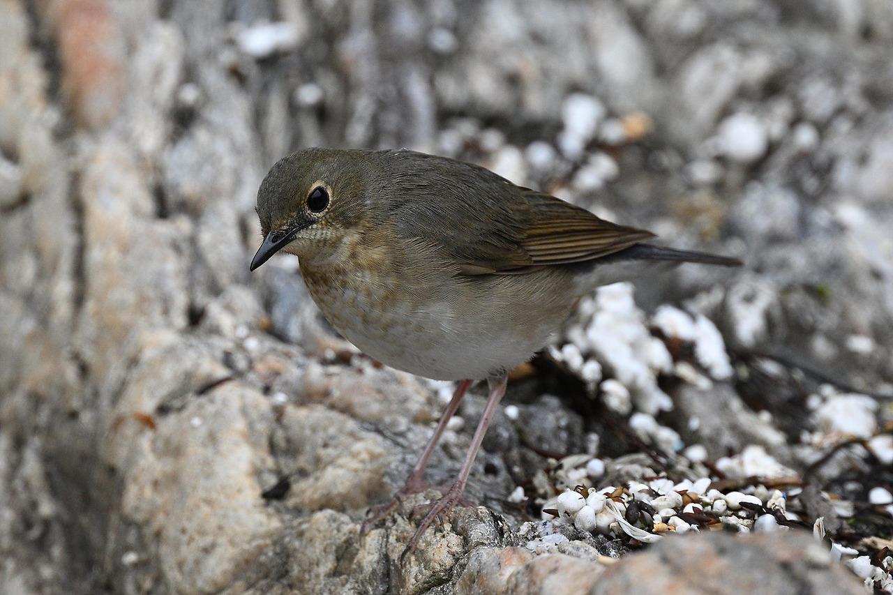 쇠유리새 암.jpg