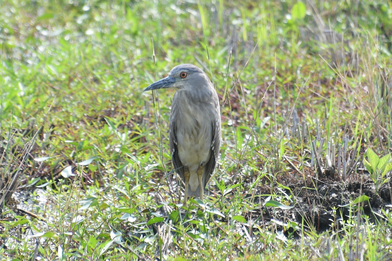 검은댕기해오라기 유조.jpg