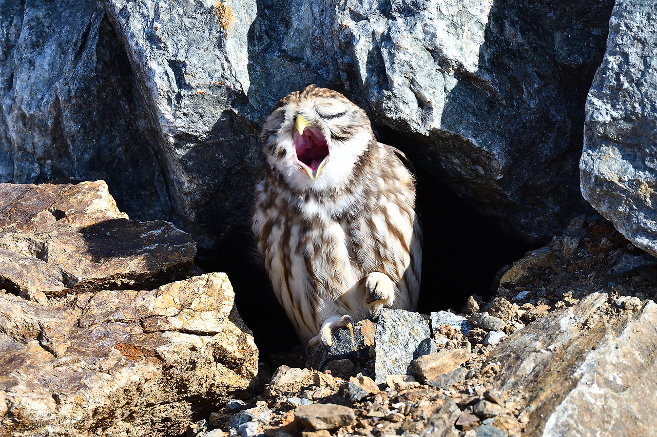 금눈쇠올빼미2 화성.jpg