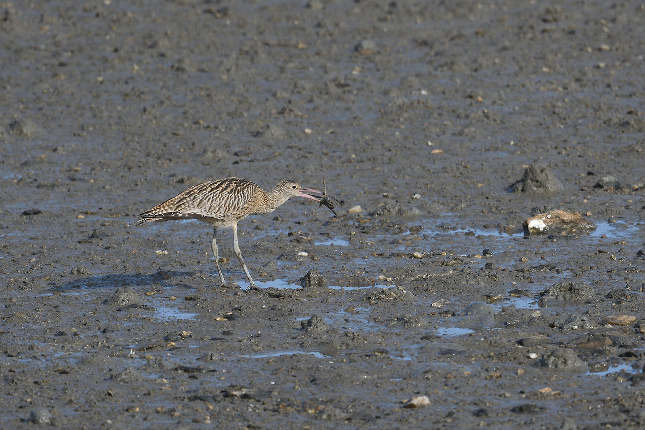 DSC_8866_00001 알락꼬리마도요 2.jpg