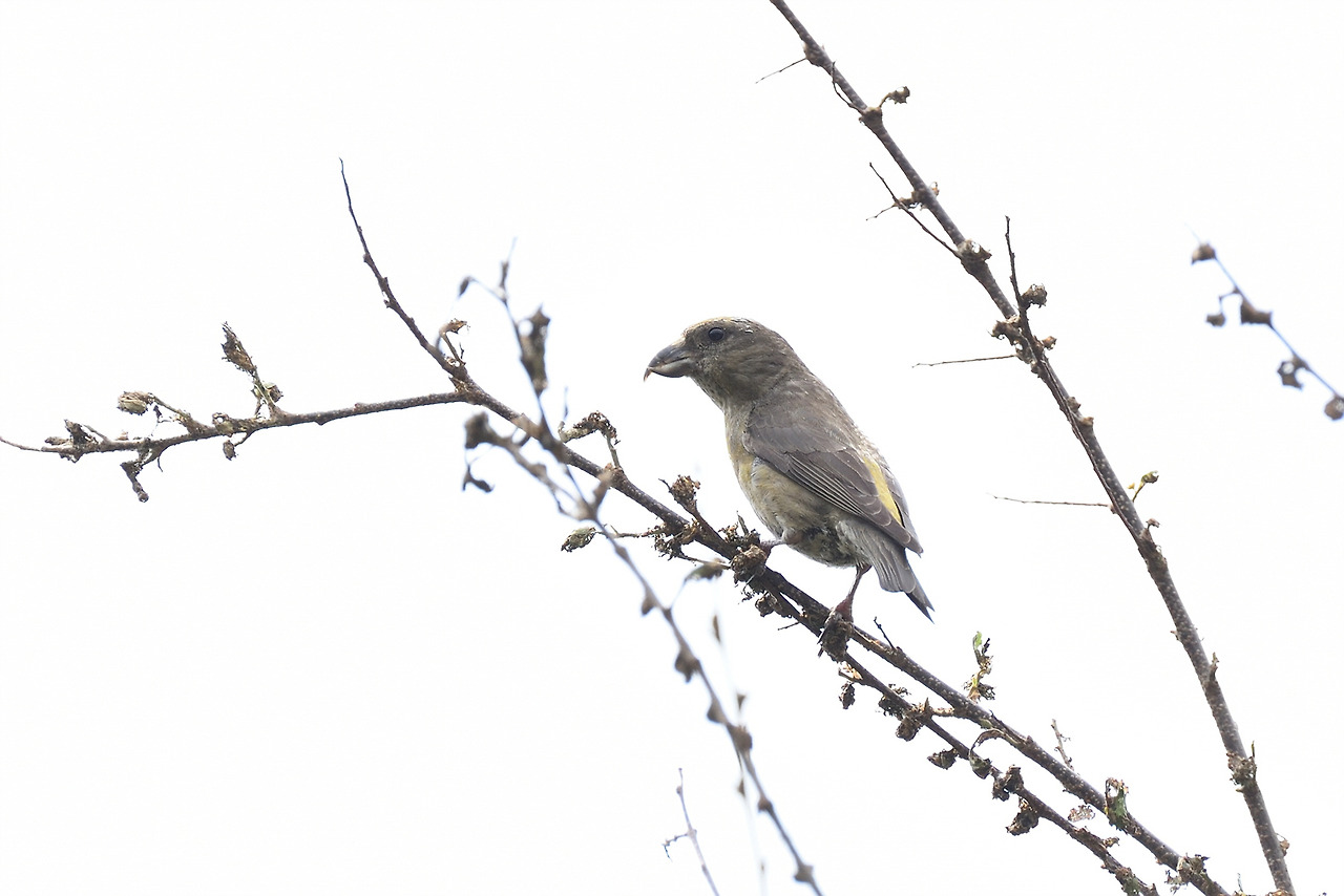 솔잣새 암컷 광릉.jpg