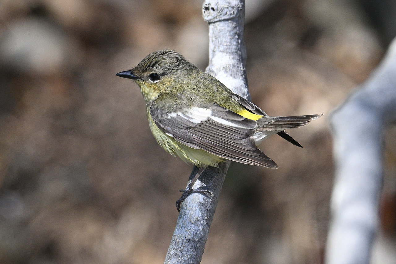9 흰눈썹황금새 암컷.jpg