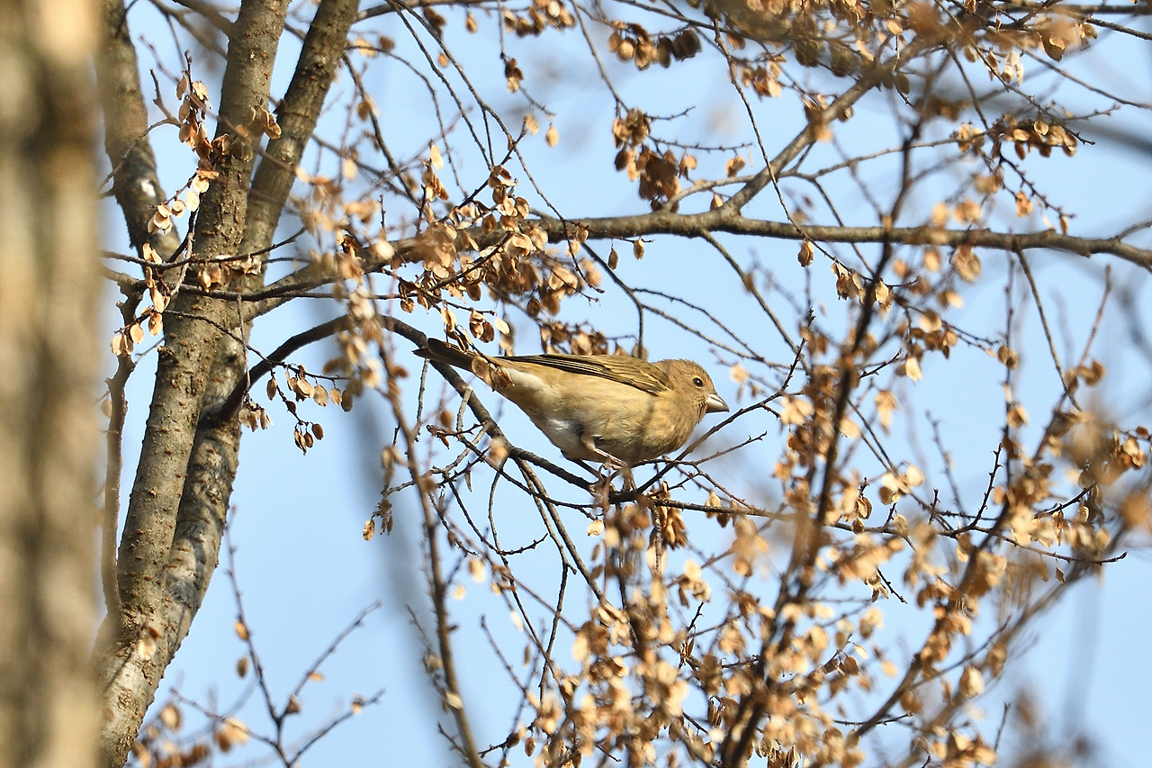 붉은양진이 암컷.jpg