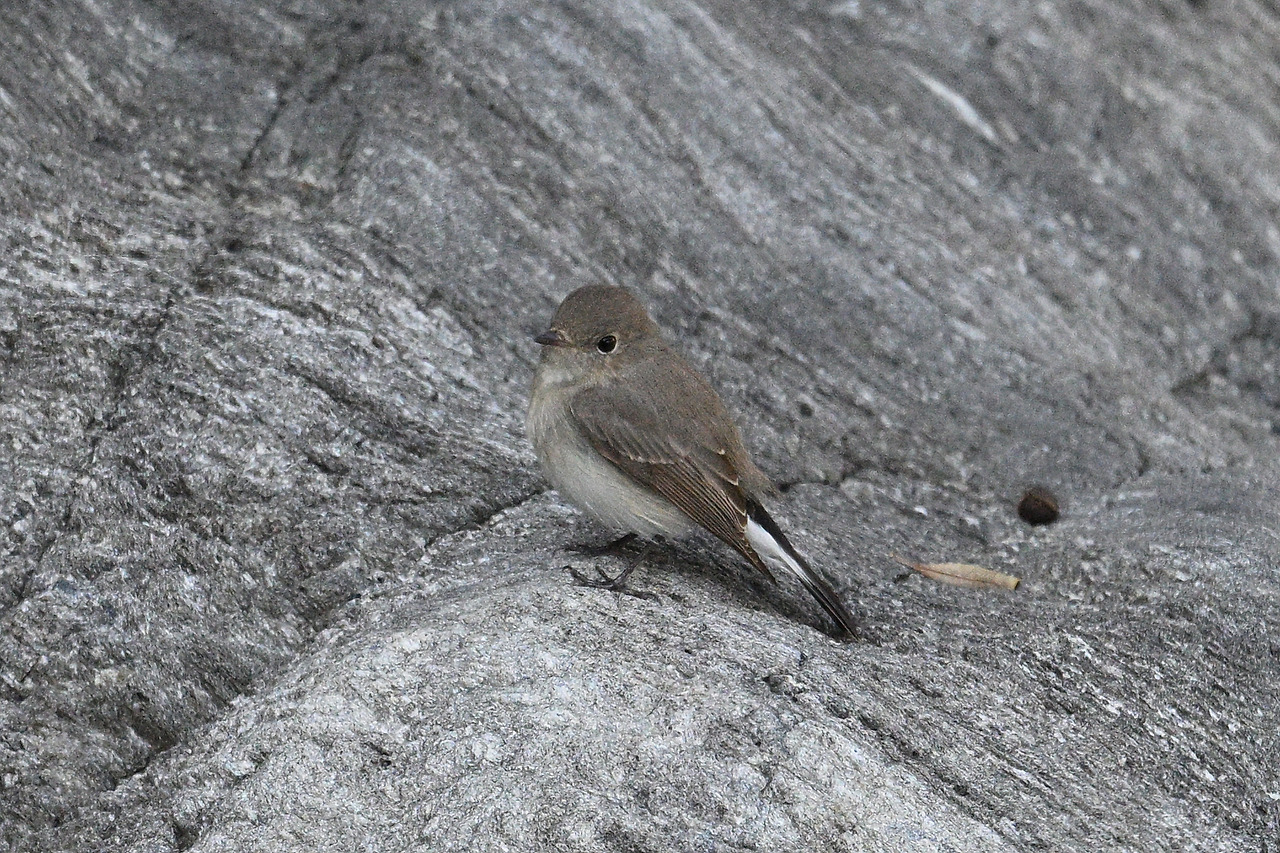 11. 흰꼬리딱새암1.jpg