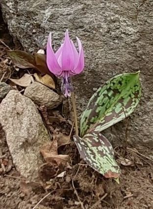 202003 렐러지.jpg