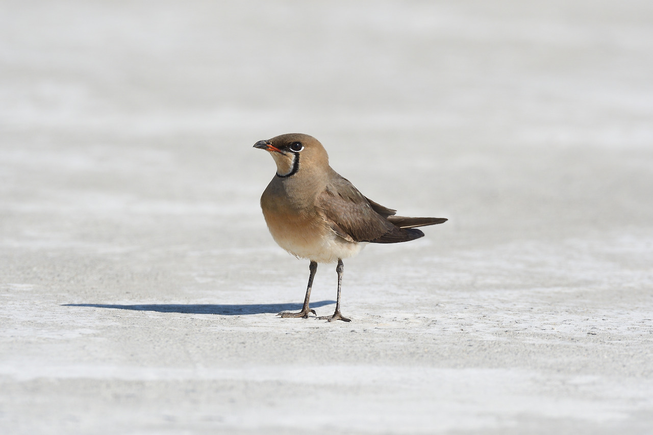 제비물떼새2 (1).jpg