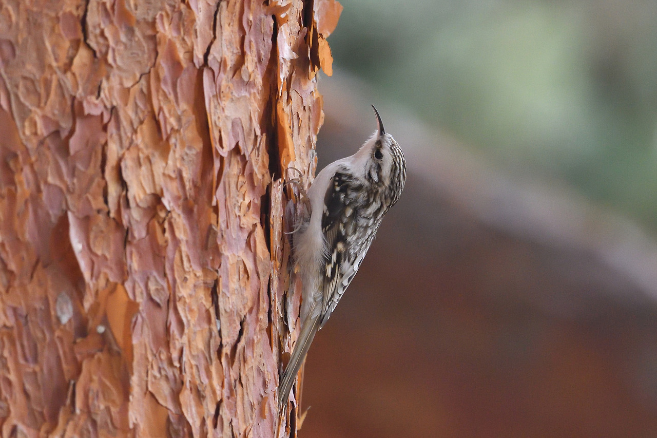 나무발바리 창경궁.jpg