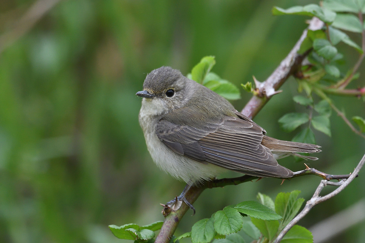 황금새 암컷.jpg
