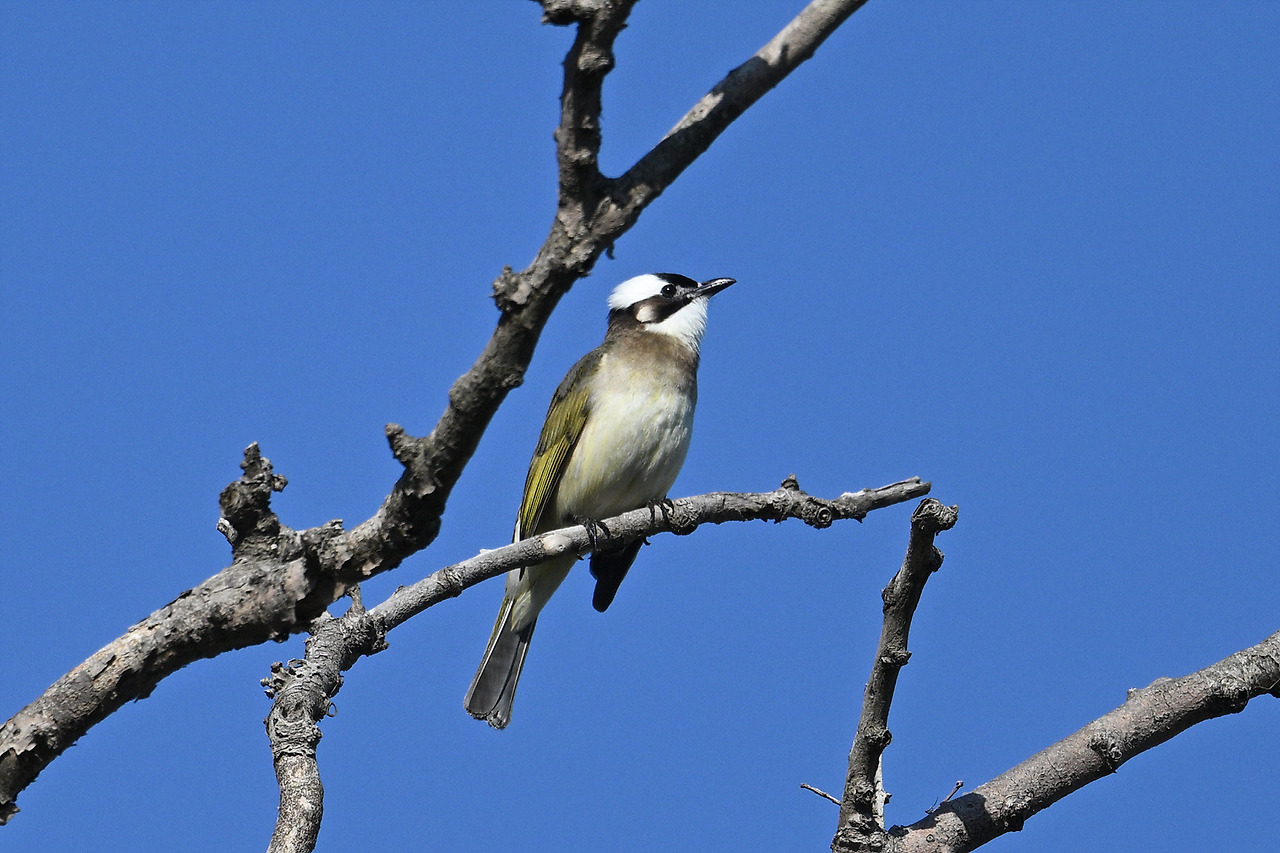 20. 검은이마직박구리DSC_4089.jpg