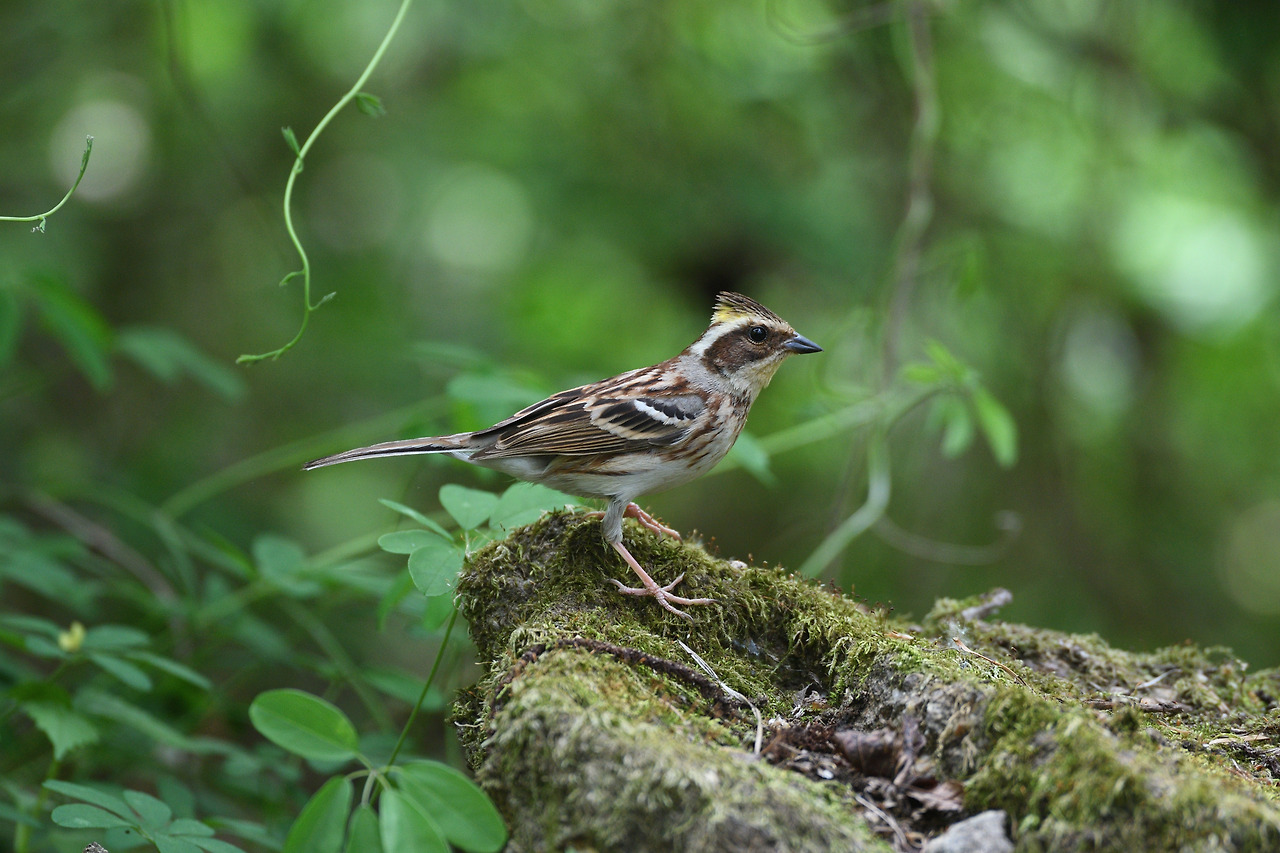 노랑턱멧새 암컷.jpg