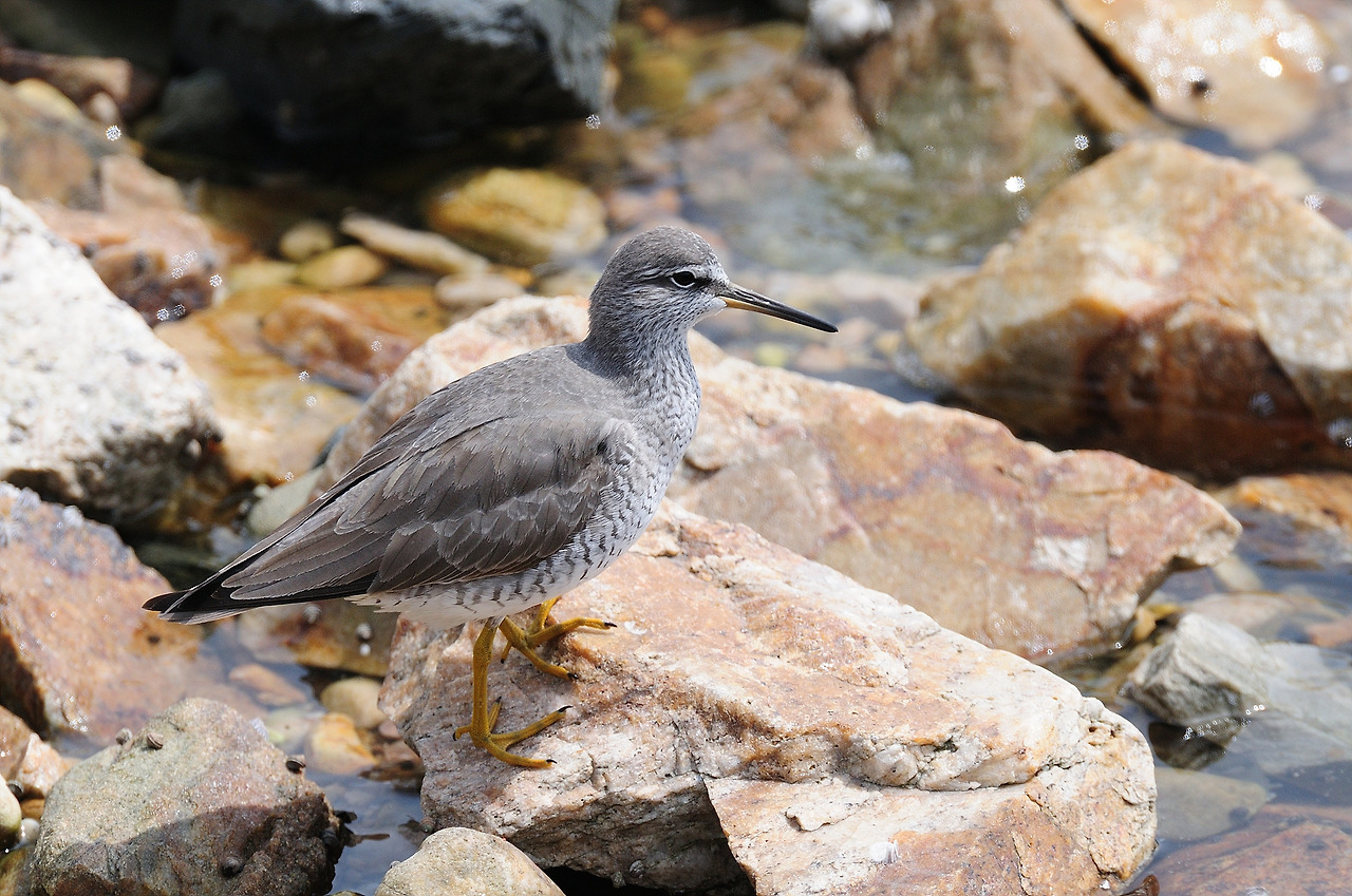 YSK_0003_00001 노랑발도요 충남 보령.jpg