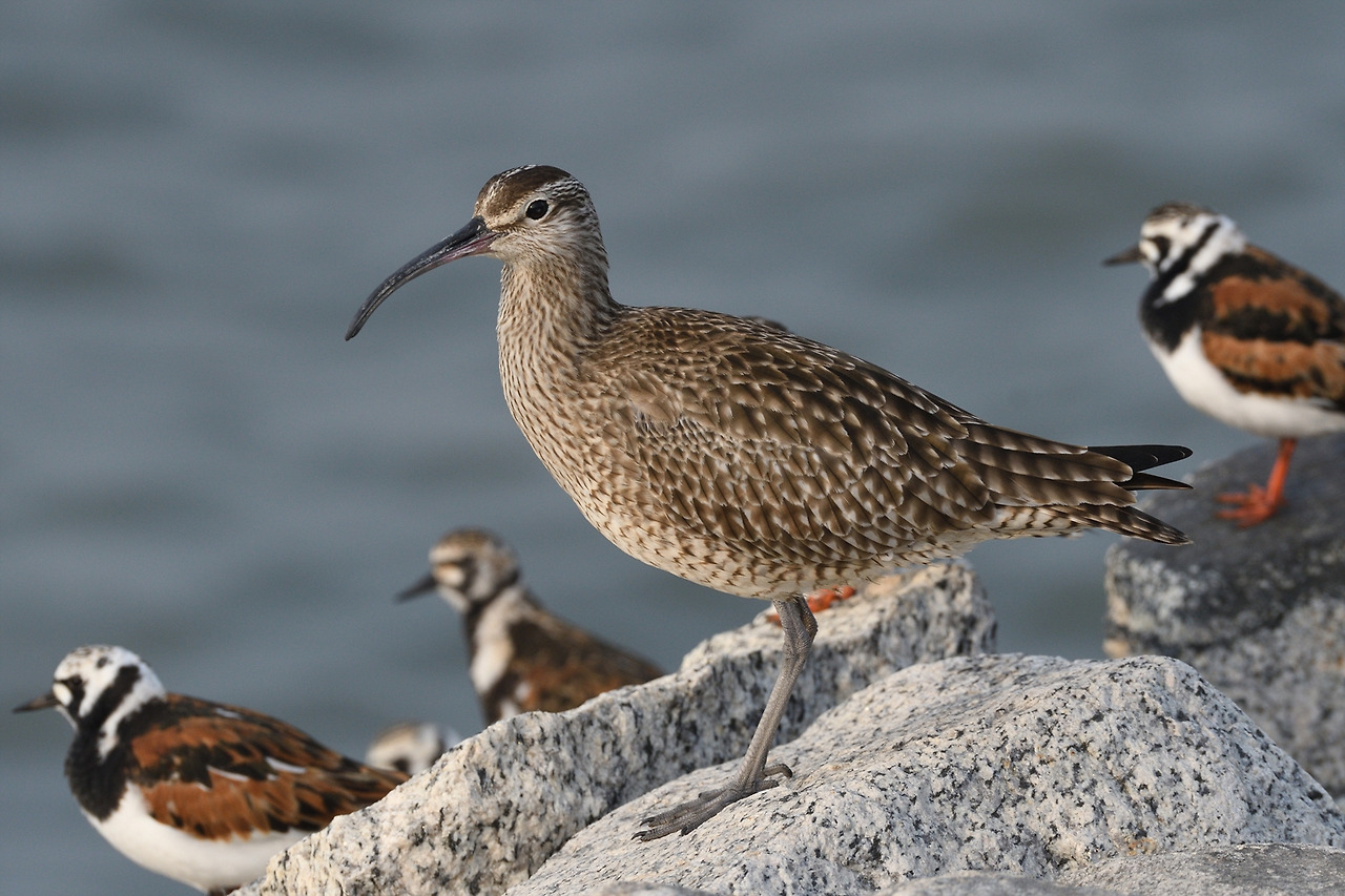 DSC_4249_00004 중부리도요 인천.jpg