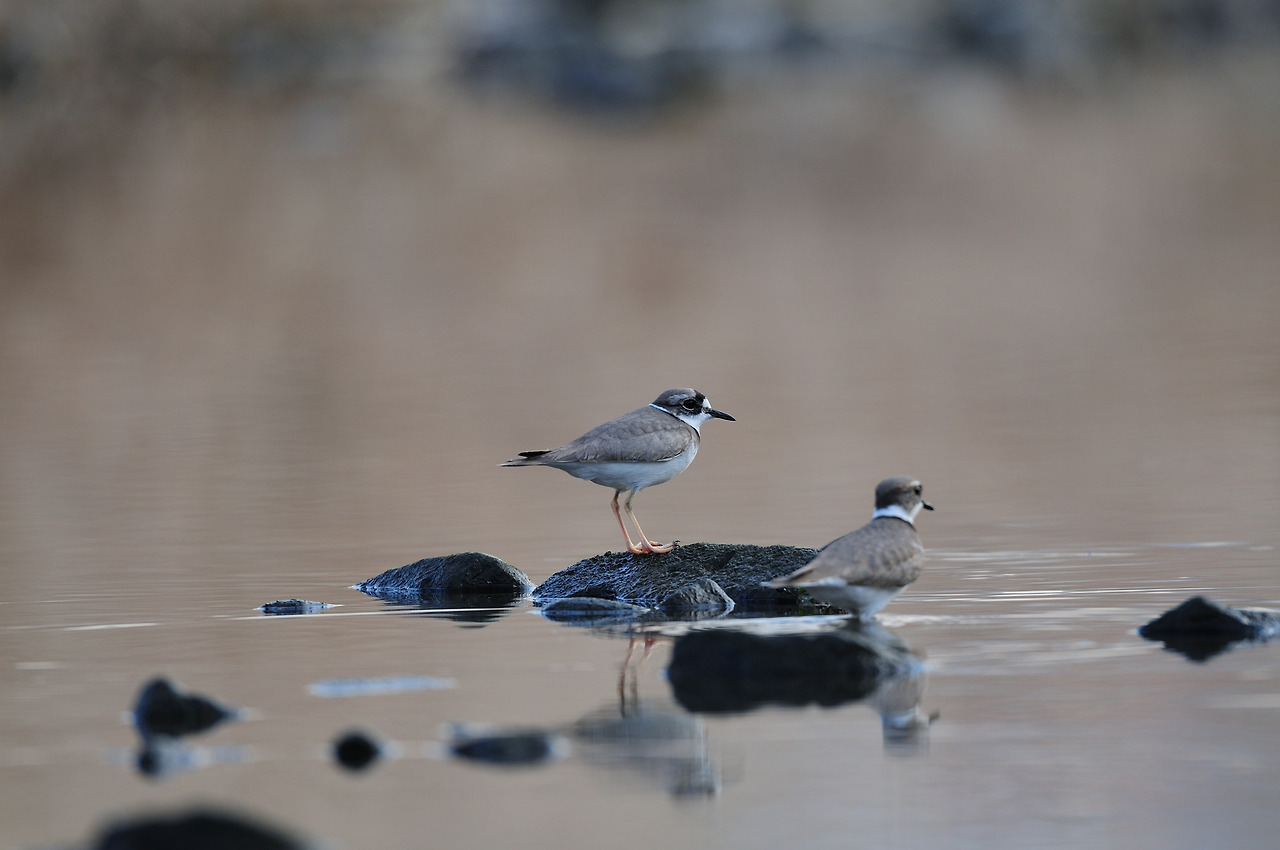 흰목물떼새 (2).jpg