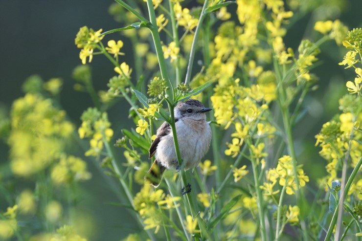 외연도 검은딱새 암컷.jpg