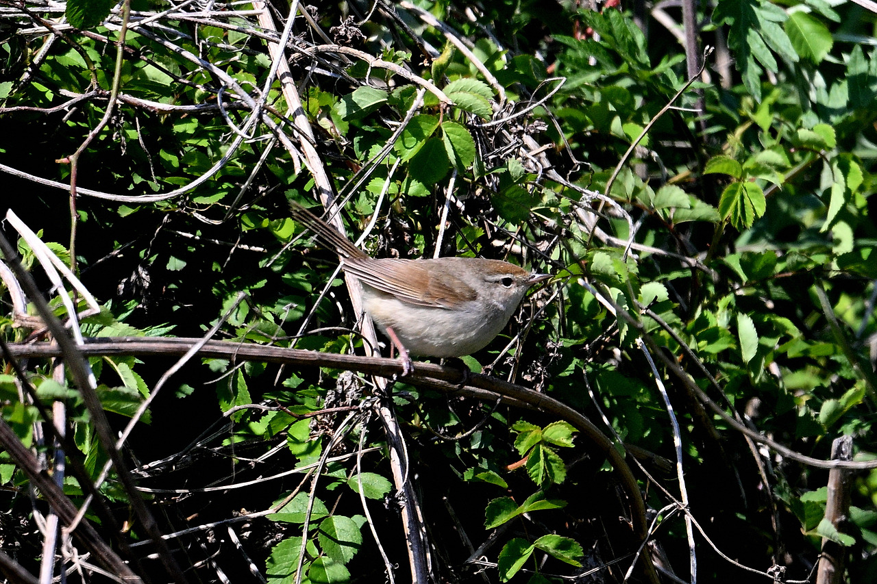 15. 긴다리솔새사촌.jpg