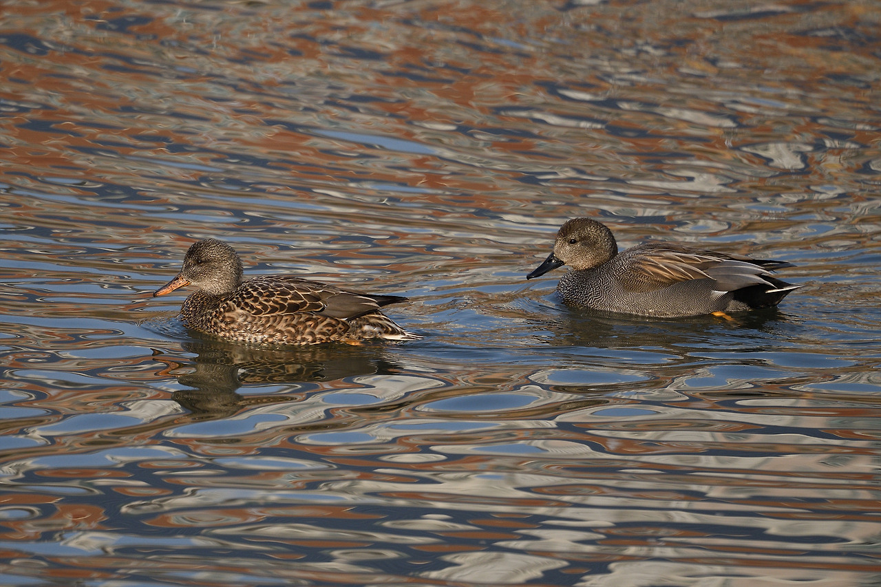 알락오리 암수.jpg